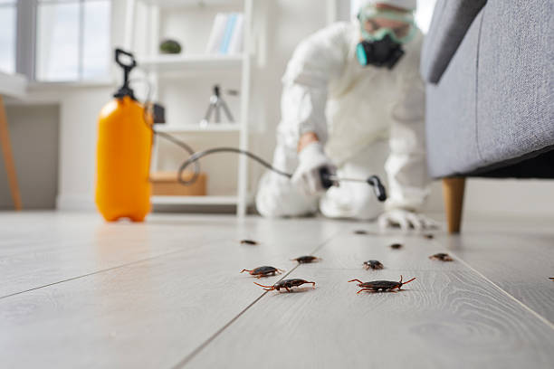 Commercial Kitchen Cockroach Control in Jamestown